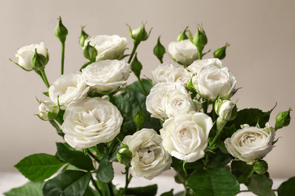 5 WHITE ROSE Rosa Bush Shrub Perennial Flower Seeds