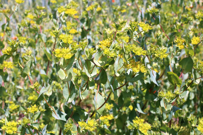 100 GREEN GOLD BUPLEURUM Griffithii Rotundifolium Hares Ear Thoroughwax Flower Seeds