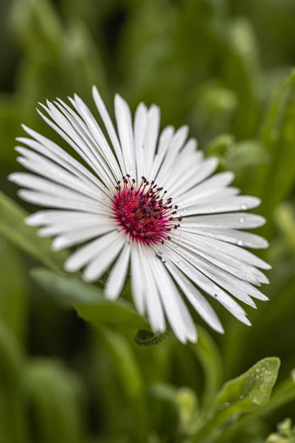100 Gelato WHITE ICE PLANT Mesembryanthemum Livingstone Daisy Flower Seeds