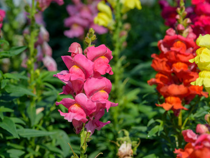 2000 SNAPDRAGON CORONA MIX Antirrhinum Majus Flower Seeds