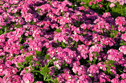 100 BRILLIANT PHLOX Drummondii Two Tone Pink Flower Seeds