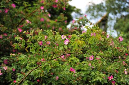 10 Pink CINNAMON ROSE Bush Amur Rosa Davurica Fragrant Flower Seeds