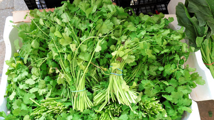 2000 Cutting LEAF CELERY Apium Graveolens Secalinum European Chinese Herb Seeds