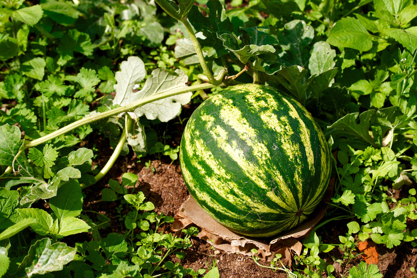 50 Yellow Flesh YELLOW CRIMSON WATERMELON Melon Fruit Vine Seeds