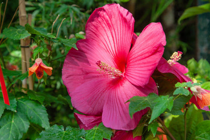25 Grenache Vintage Hot PINK HARDY HIBISCUS Hibiscus Moscheutos Flower Seeds