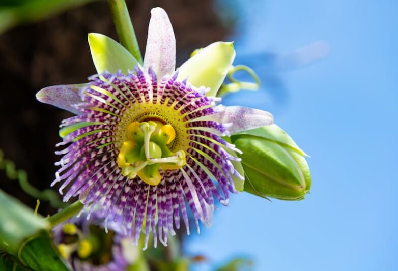 Passiflora "Bounty" Passion Fruit Vine – Cold Hardy Climber with Fragrant Flowers & Edible Fruit – Live Plant for Gardens & Containers