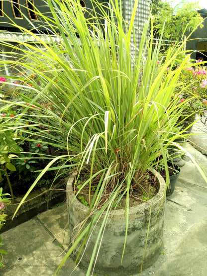 100 LEMONGRASS East Indian Lemon Grass Fragrant Ornamental Edible Cymbopogon Flexuosus Seeds
