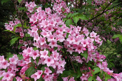 50 OLD FASHIONED WEIGELA Florida Bush Shrub Flower Seeds