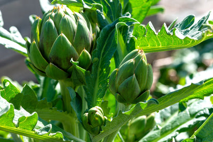 75 GREEN GLOBE ARTICHOKE Cynara Scolymus Vegetable Seeds