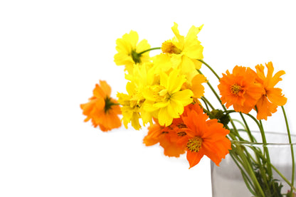 300 BRIGHT LIGHTS COSMOS Mix Mixed Colors Red Orange Yel Bipinnatus Flower Seeds