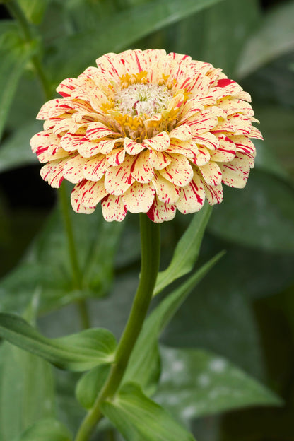 150 PEPPERMINT STICK ZINNIA Mix Mixed Colors Red Stripe Elegans Flower Seeds