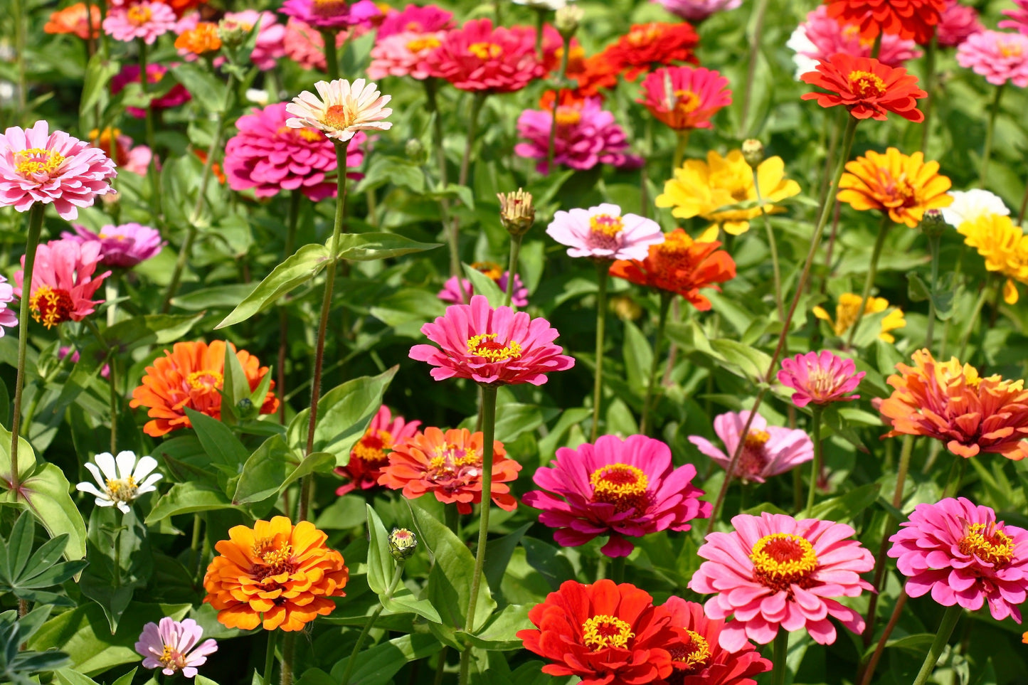 250 Mixed Colors Common GARDEN ZINNIA Elegans Flower Seeds