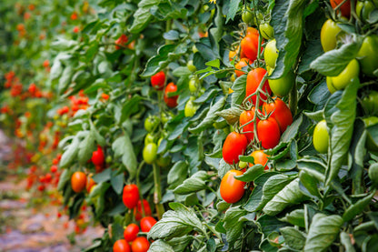 50 Organic AMISH PASTE TOMATO Red Heirloom Roma Type Lycopersicon Fruit Vegetable Seeds