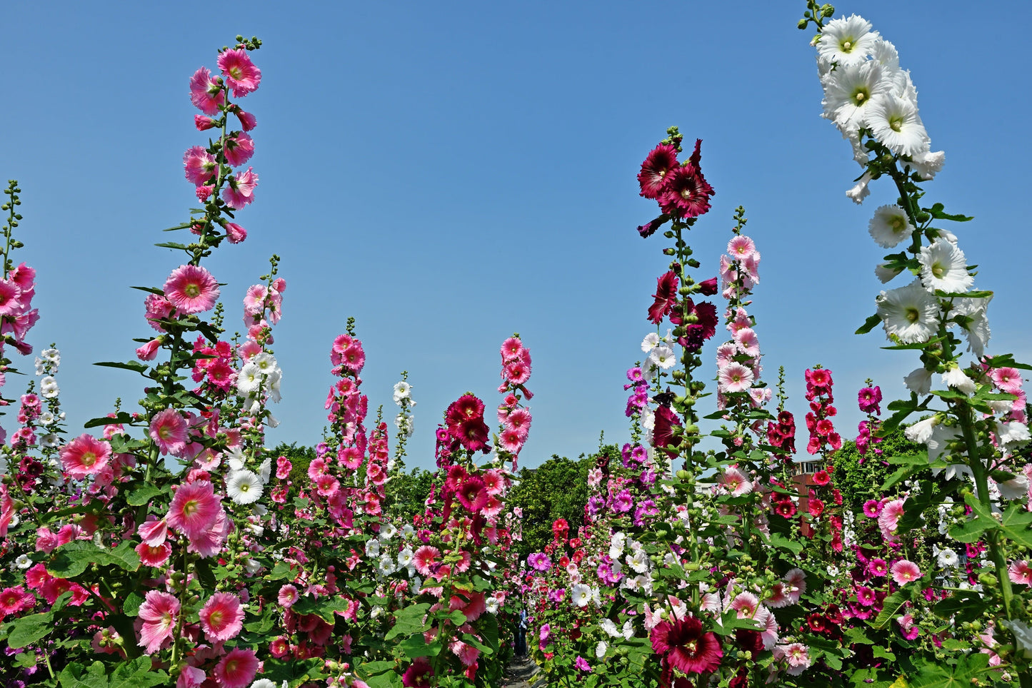 50 Mixed Colors HOLLYHOCK KING HENRY VIII Mix Alcea Rosea Flower Seeds