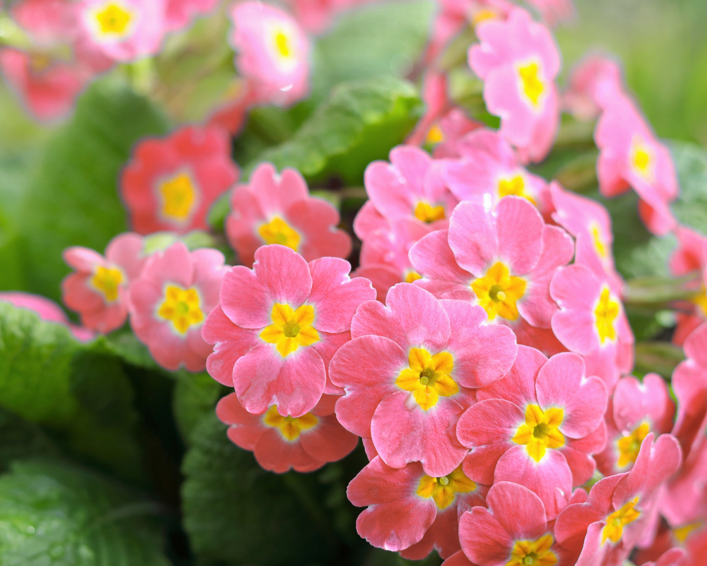 50 MIXED ENGLISH PRIMROSE Primula Vulgaris Acaulis Shade Houseplant Flower Seeds