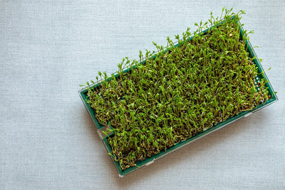 100 BLACK LENTIL Bush Lens Culinaris Vegetable Legume Sprouts Seeds