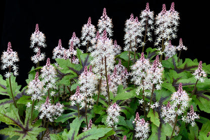 20 HEARTLEAF FOAMFLOWER White & Pink Tiarella Wherryi Coolwort Flower Seeds