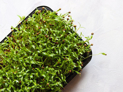 250 LEISURE CILANTRO / CORIANDER Coriandrum Sativum Herb Vegetable Seeds