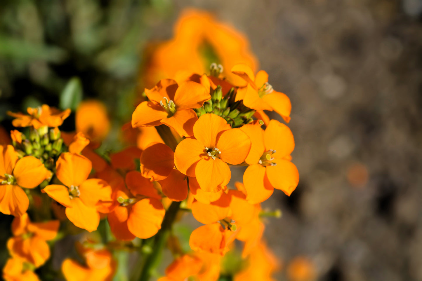 500 SIBERIAN WALLFLOWER Erysimum Cheiranthus Allionii Orange Flower Seeds