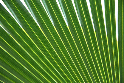 5 GREEN SAW PALMETTO Serenoa Repens American Dwarf Palm Tree Shrub Edible Fruit Sun or Shade Seeds