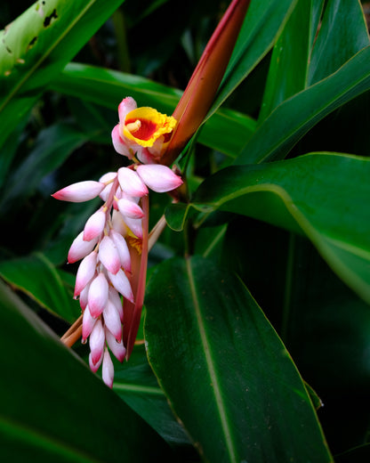5 KAT GINGER Pink & Yellow Shell Alpinia Katsumadai Hayata Flower Herb Seeds