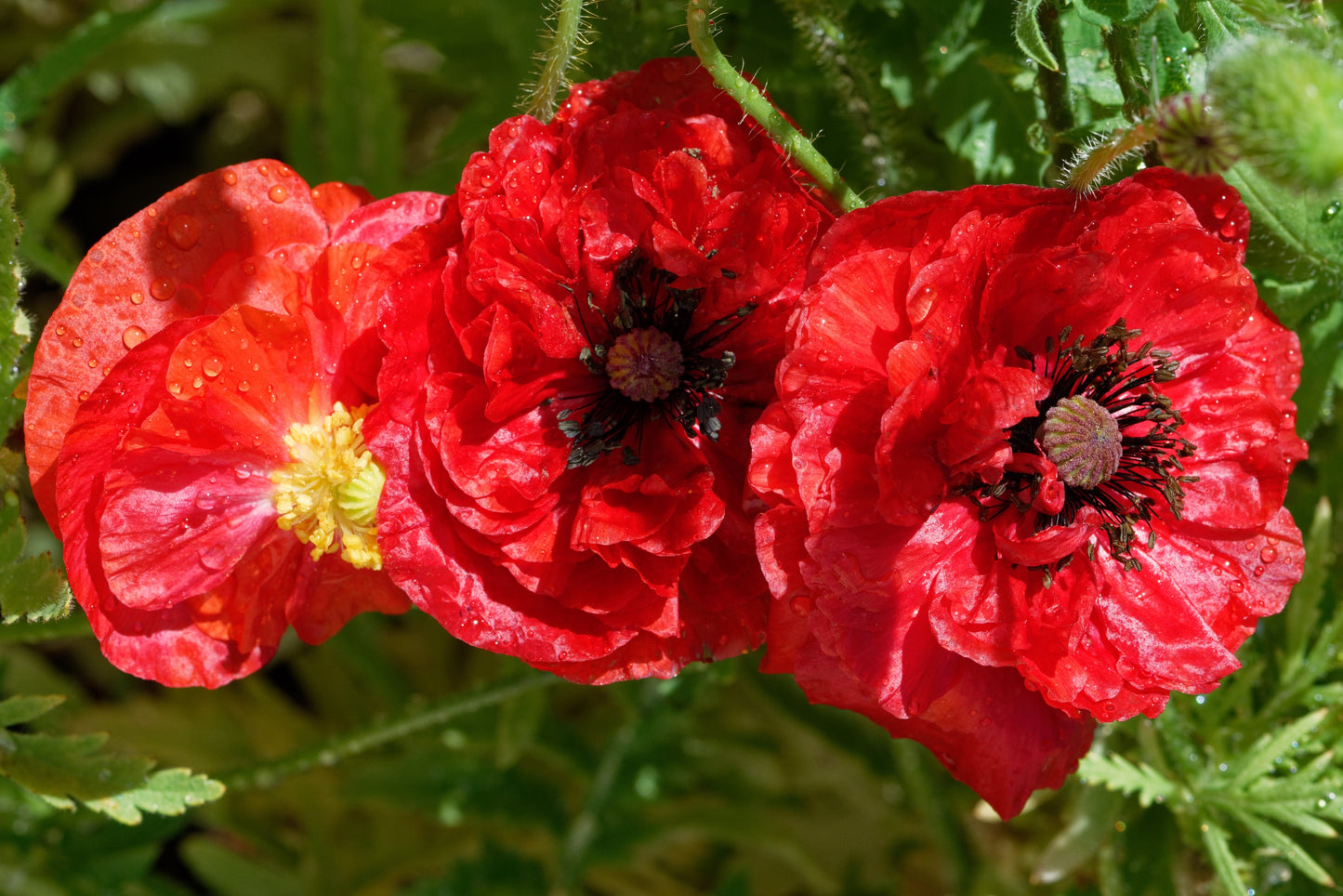 1000 Mixed Colors DOUBLE SHIRLEY POPPY Papaver Rhoeas Flower Seeds