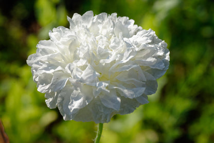 250 Organic PEONY POPPY MIX Papaver Paeoniflorum Mixed Colors Red, White, Pink, Black, Purple, Salmon, Bronze, Lilac, & Bicolor Flower Seeds