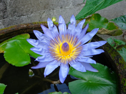 10 BLUE WATER LILY / Lily Pad / Asian Water Lotus / Sacred Egyptian Lotus Nymphaea Caerulea Flower Seeds