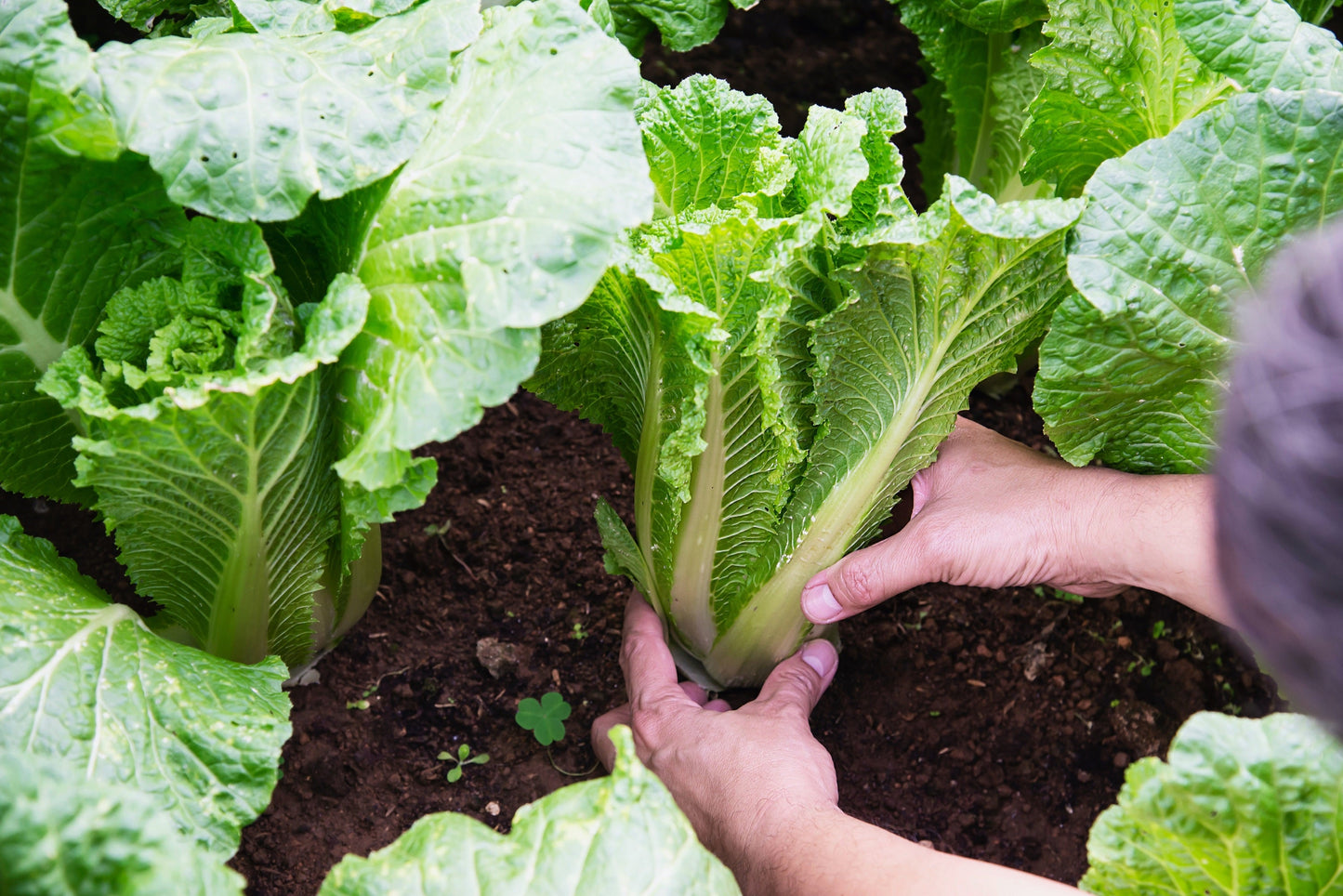 500 MICHIHILI CABBAGE Napa (Chinese Cabbage / Bok Choy / Pak Choi / Celery Mustard / Chinese Chard) Brassica Rapa Chinensis Vegetable Seeds