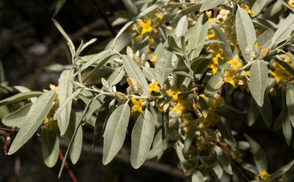 10 AMERICAN SILVERBERRY Elaeagnus Commutata aka Wolf Willow Wolfberry Wild Olive Berry Fruit Shrub Seeds