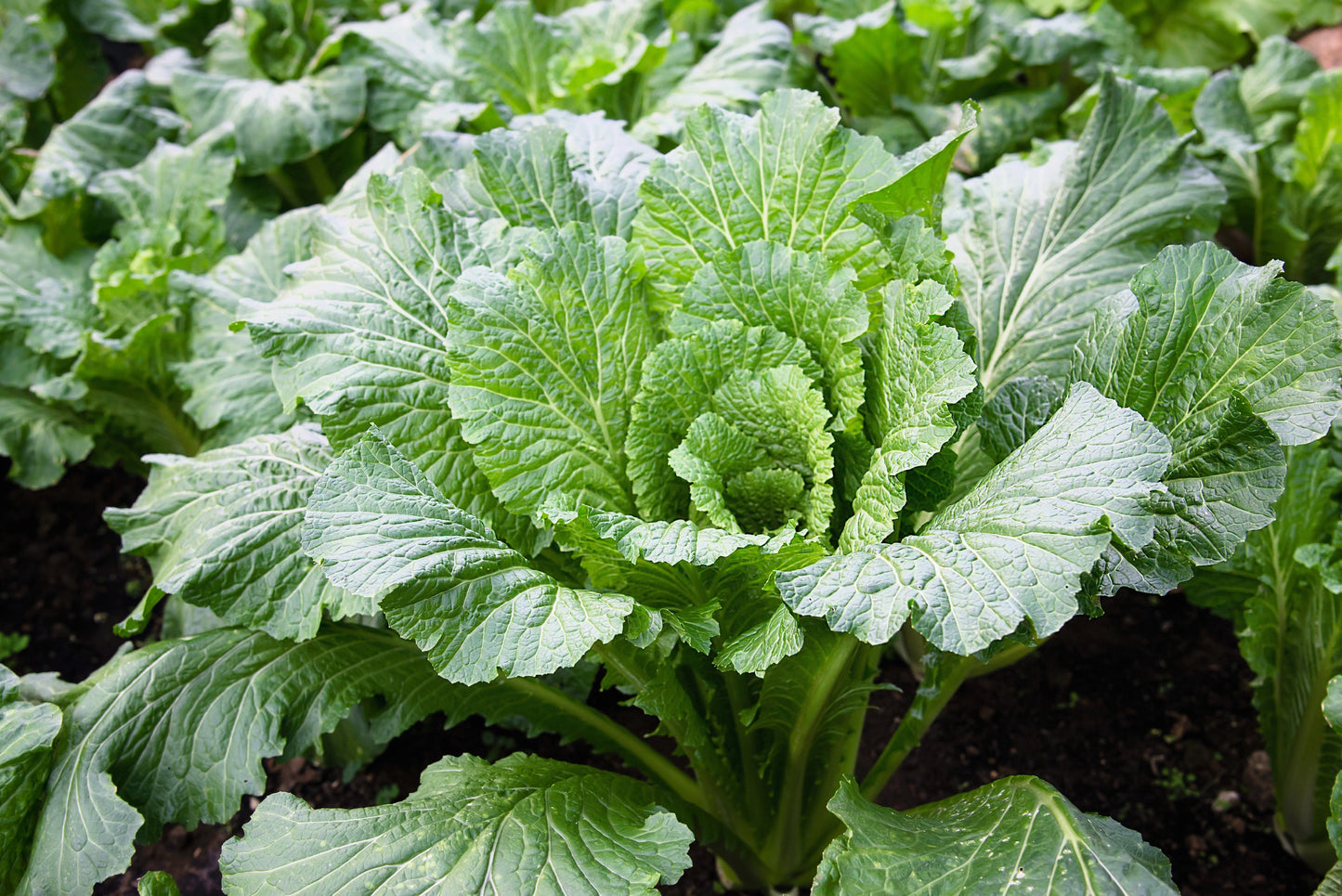 500 MICHIHILI CABBAGE Napa (Chinese Cabbage / Bok Choy / Pak Choi / Celery Mustard / Chinese Chard) Brassica Rapa Chinensis Vegetable Seeds
