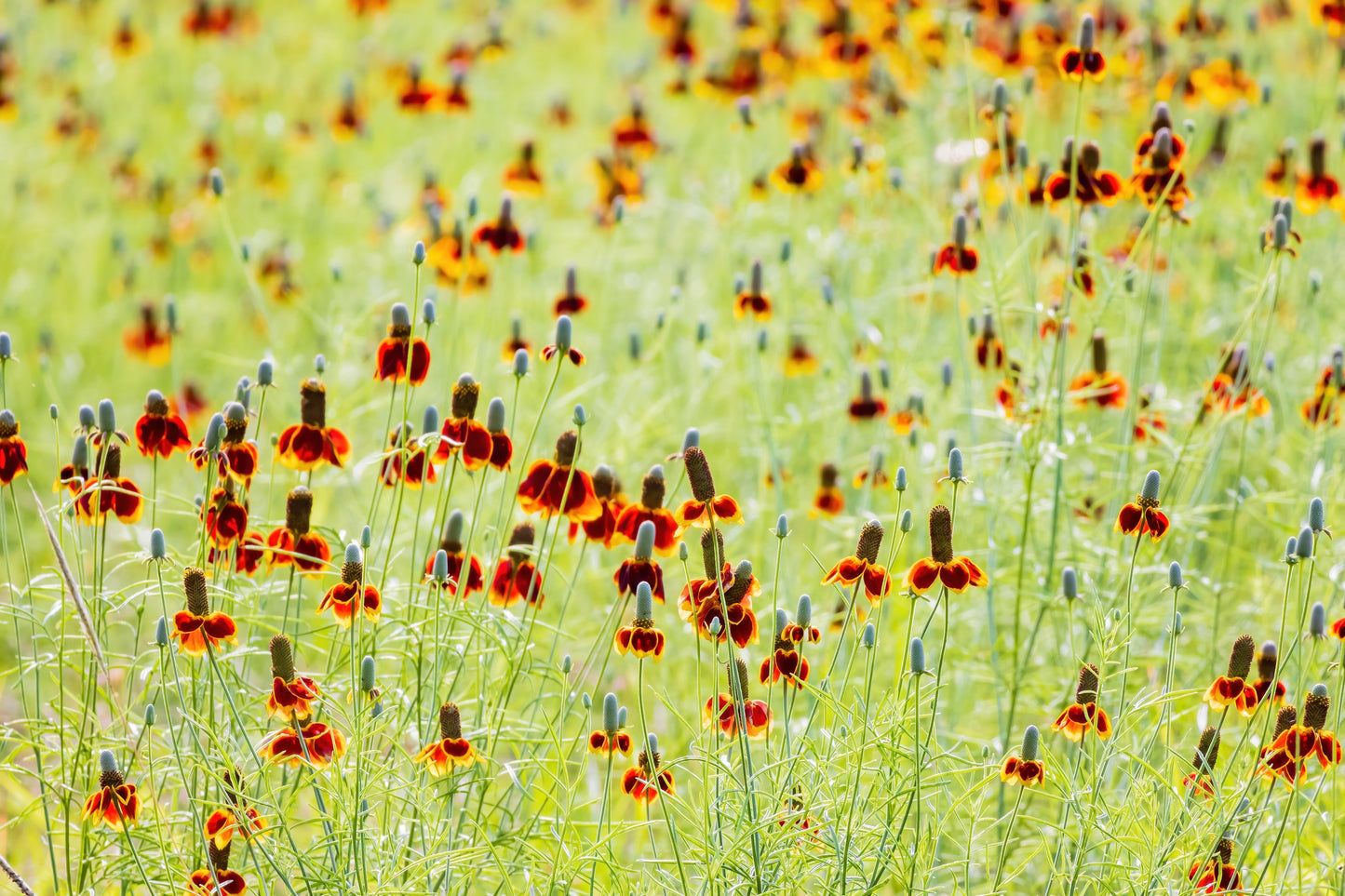 500 MEXICAN HAT Ratibida Columnaris Columnifera Red & Yellow Native Flower Seeds