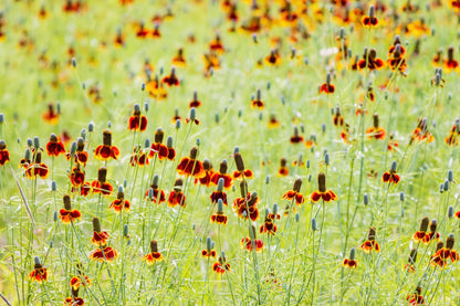 500 MEXICAN HAT Ratibida Columnaris Columnifera Red & Yellow Native Flower Seeds