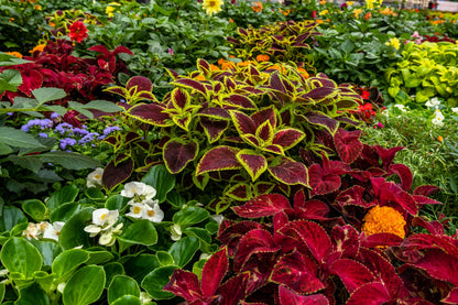 100 Mixed Colors COLEUS RAINBOW MIX Shade Houseplant Solenostemon Flower Seeds