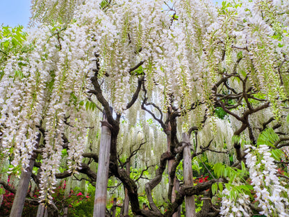 5 WHITE WISTERIA Floribunda Alba Ornamental Japanese Flower Vine Seeds