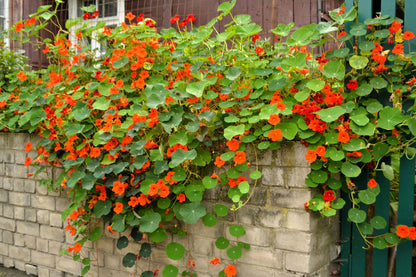 50 Mixed Colors DWARF JEWEL NASTURTIUM Tropaeolum Minus Flower Seeds