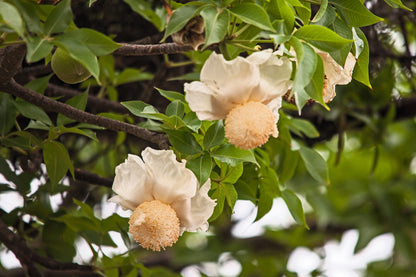 1000 BULK African BAOBAB TREE Adansonia Digitata Monkey Bread Judas Fruit Seeds