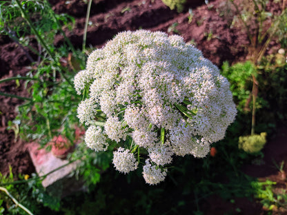 50 FEMALE GINSENG Dong Quai Chinese Angelica Sinensis Herb White Flower Seeds
