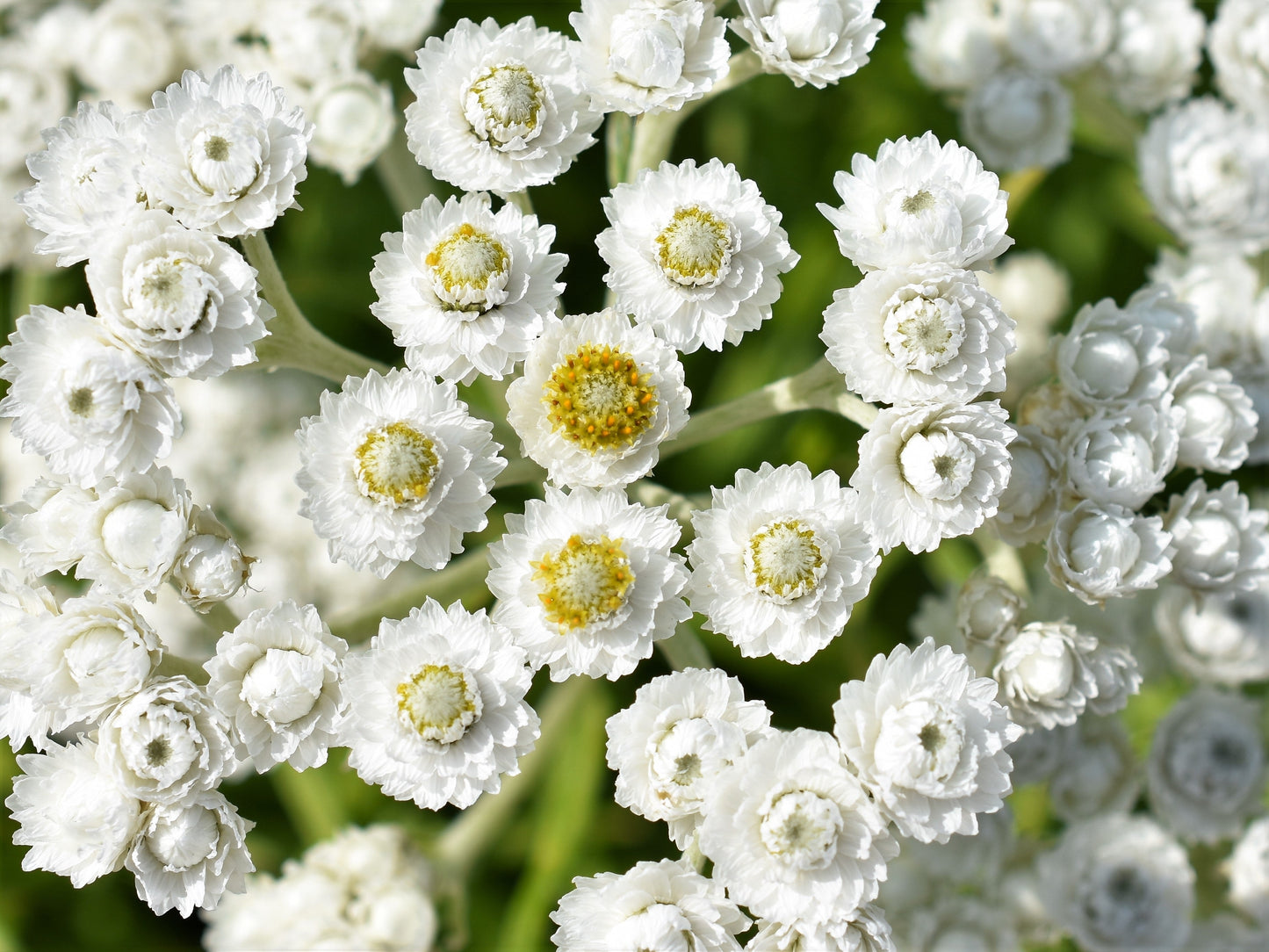 100 PEARLY EVERLASTING Anaphalis Margaritacea Fragrant Butterfly Flower Seeds
