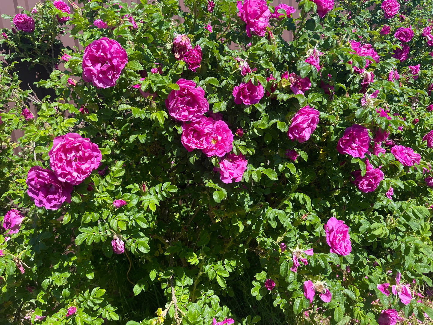 30 JAPANESE RED ROSE Bush Rosa Rugosa Rubra Rugrose Fragrant Flower Seeds