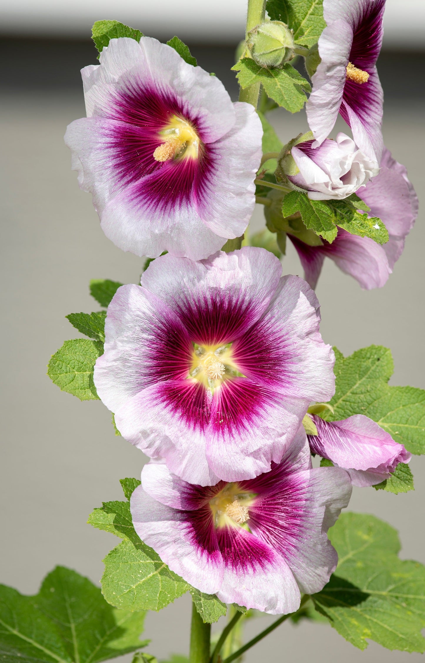 25 LAVENDER & PURPLE HOLLYHOCK Alcea Rosea Flower Seeds