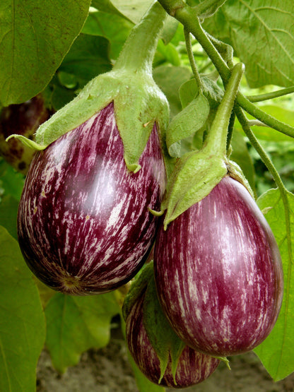 30 Pandora STRIPED ROSE EGGPLANT Solanum Melongena White Fruit Vegetable Seeds