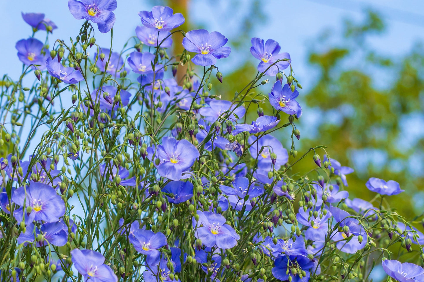 100 BLUE FLAX (Prairie Flax / Lewis Blue Flax) Linum Perenne Lewisii Flower Seeds
