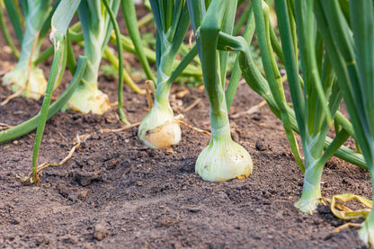 250 ECLIPSE ONION White Sweet Allium Cepa Vegetable Seeds