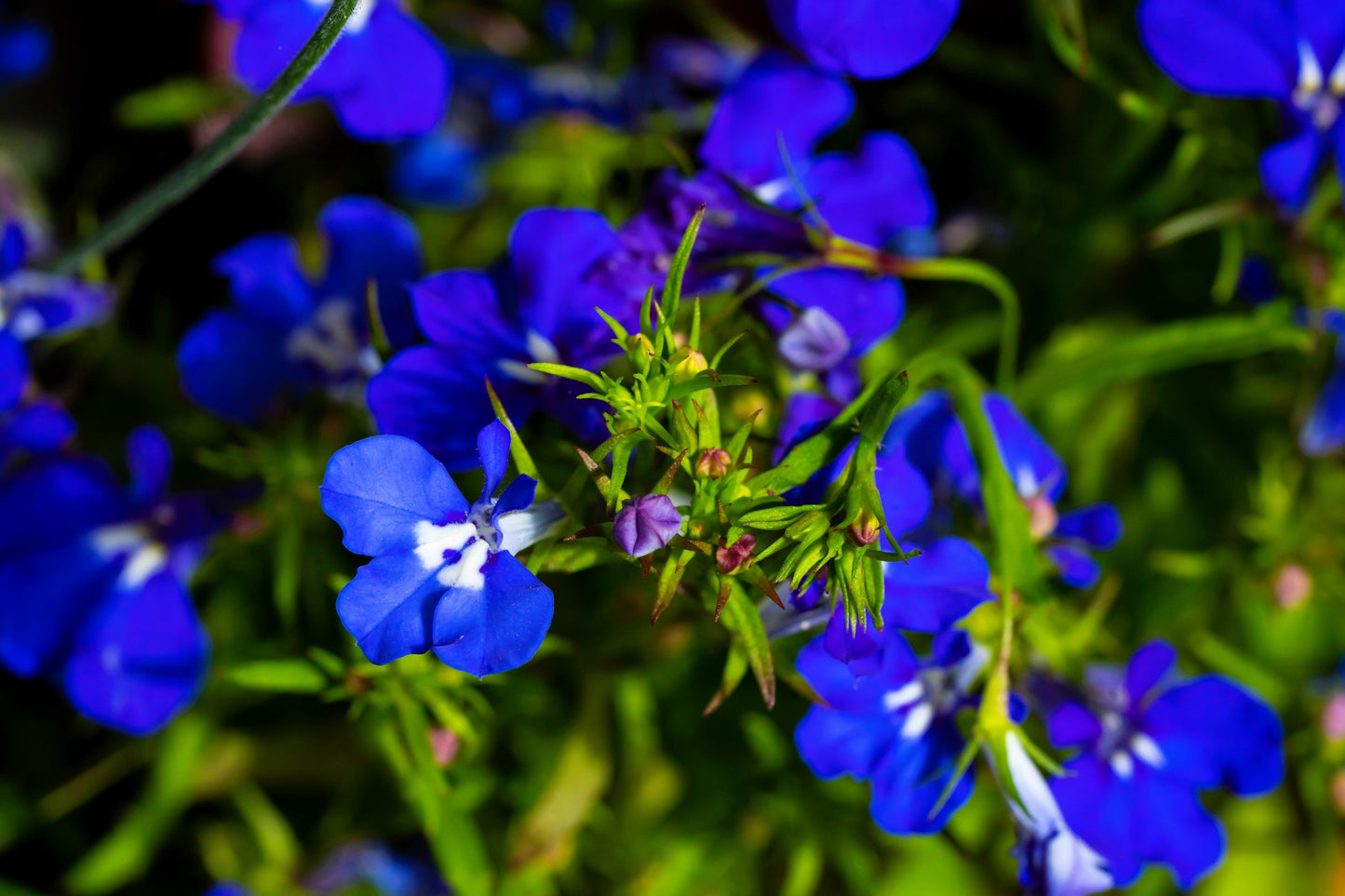 200 Electric Blue & White HALF MOON LOBELIA Erinus Flower Seeds