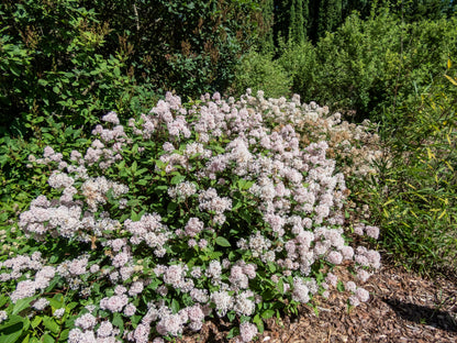 20 NEW JERSEY TEA Hummingbird Flower Ceanothus Americanus White Light Pink Shrub Seeds