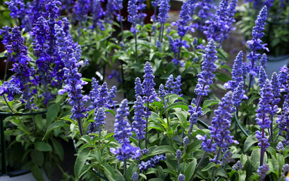 500 BLUE BEDDER SAGE Salvia Farinacea Flower Seeds