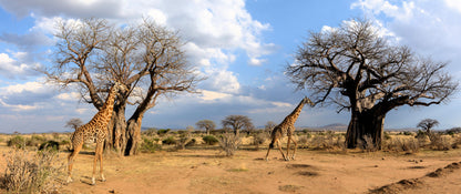 1000 BULK African BAOBAB TREE Adansonia Digitata Monkey Bread Judas Fruit Seeds