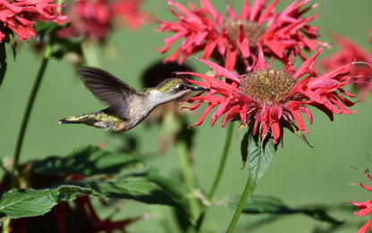 10 Panorama RED BEE BALM Monarda Didyma Oswego Tea Herb Flower Seeds