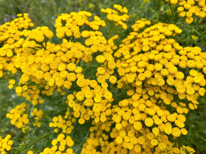 100 YELLOW TANSY Double Golden Buttons Fern Leaf Tanacetum Vulgare Flower Seeds